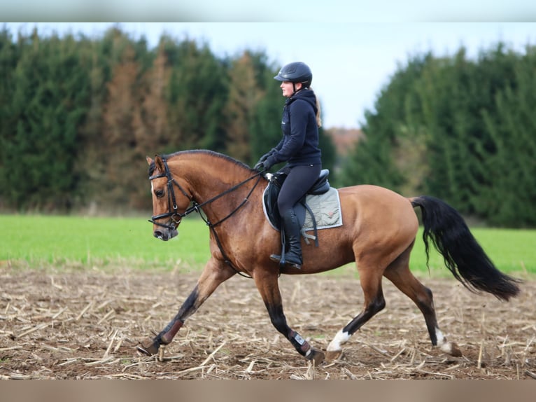 Pony tedesco Castrone 4 Anni 148 cm Falbo in Wildeshausen