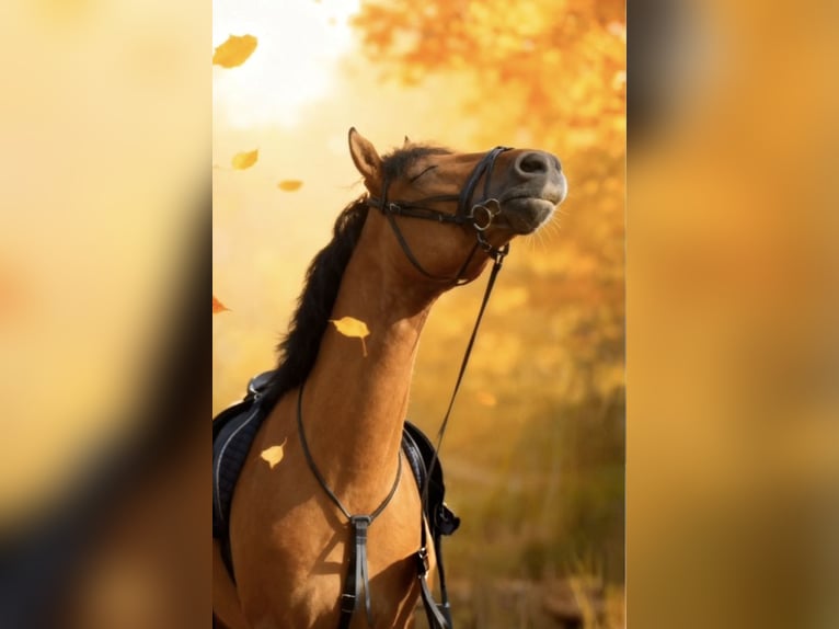 Pony tedesco Castrone 4 Anni 148 cm Falbo in Wildeshausen