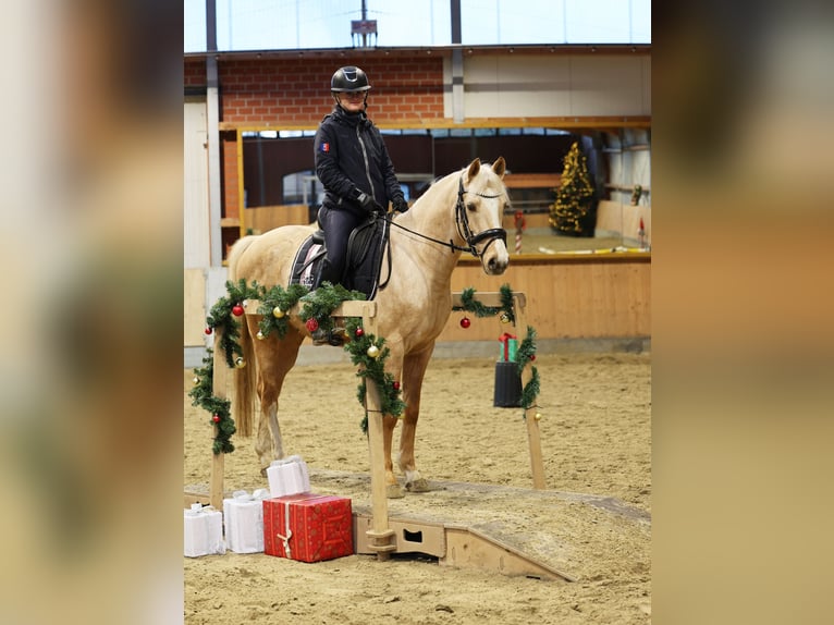 Pony tedesco Castrone 4 Anni 148 cm Palomino in Stuhr
