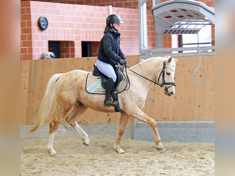 Pony tedesco Castrone 4 Anni 148 cm Palomino in Stuhr