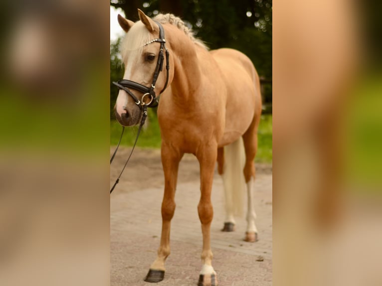 Pony tedesco Castrone 4 Anni 148 cm Palomino in Stuhr