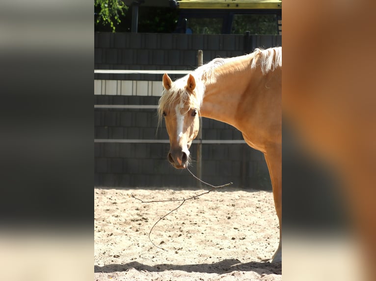 Pony tedesco Castrone 4 Anni 148 cm Palomino in Worms