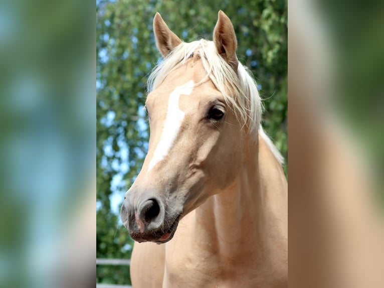 Pony tedesco Castrone 4 Anni 148 cm Palomino in Worms