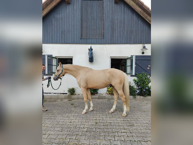 Pony tedesco Castrone 4 Anni 148 cm Palomino in Worms
