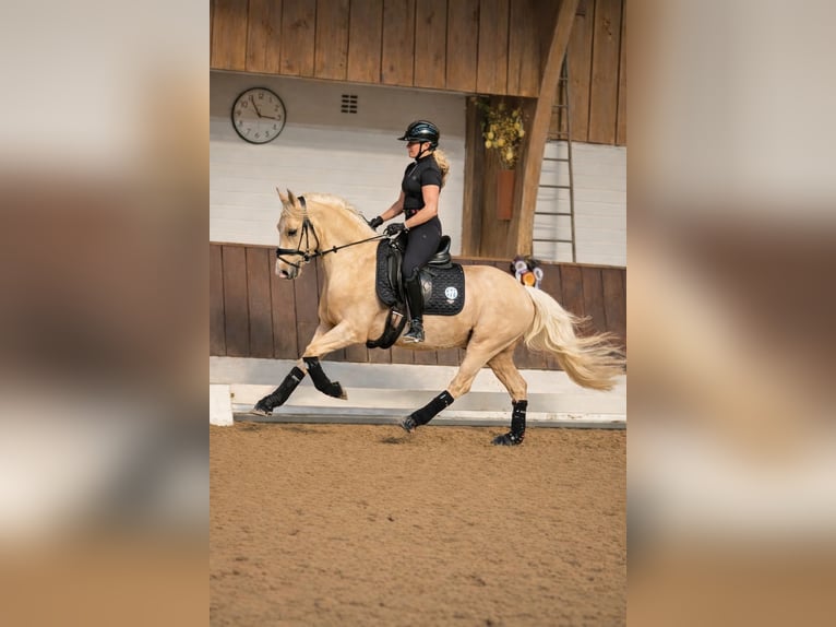 Pony tedesco Castrone 4 Anni 148 cm Palomino in Kempen