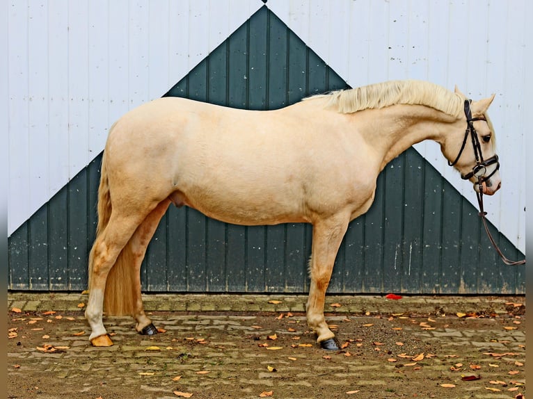 Pony tedesco Castrone 4 Anni 148 cm Palomino in Kempen