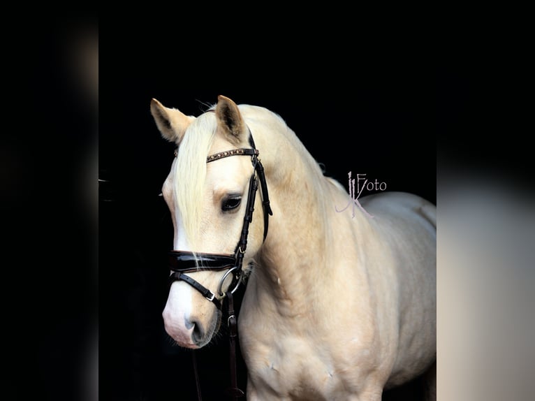 Pony tedesco Castrone 4 Anni 148 cm Palomino in Kempen
