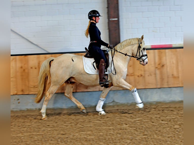 Pony tedesco Castrone 4 Anni 148 cm Palomino in Kempen