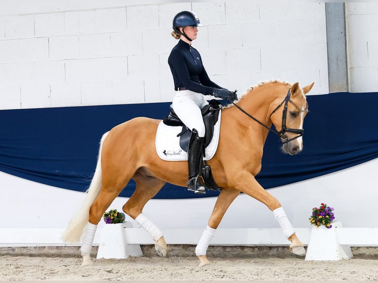 Pony tedesco Castrone 4 Anni 148 cm Palomino in Marsberg