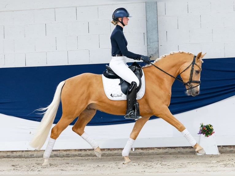 Pony tedesco Castrone 4 Anni 148 cm Palomino in Marsberg