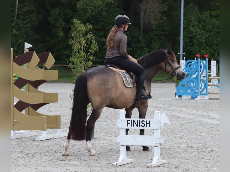 Pony tedesco Castrone 4 Anni 148 cm Pelle di daino in Oberhausen