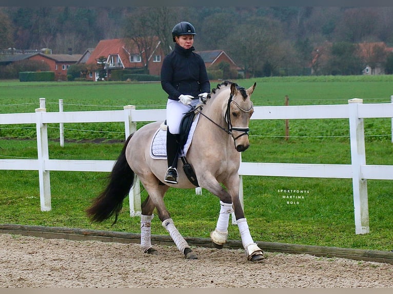 Pony tedesco Castrone 4 Anni 148 cm Pelle di daino in Recke, bei Osnabrück