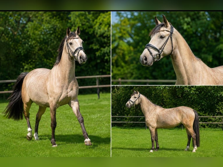 Pony tedesco Castrone 4 Anni 148 cm Pelle di daino in Mettingen