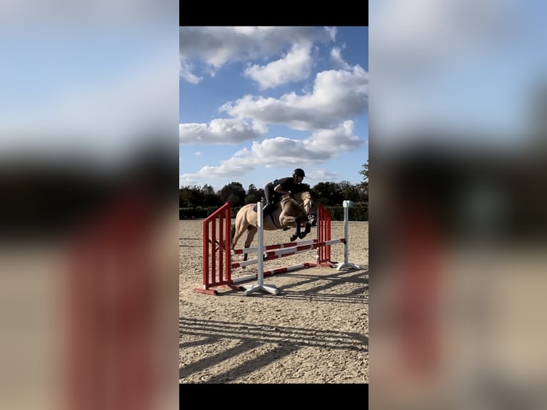 Pony tedesco Castrone 4 Anni 148 cm Pelle di daino in Lieshout