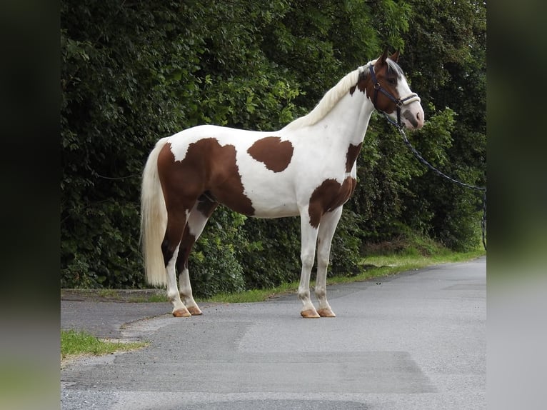 Pony tedesco Castrone 4 Anni 148 cm Pezzato in Verl