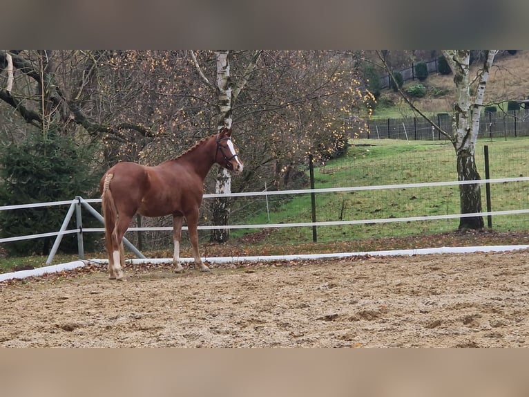 Pony tedesco Castrone 4 Anni 148 cm Sauro in Mansfeld