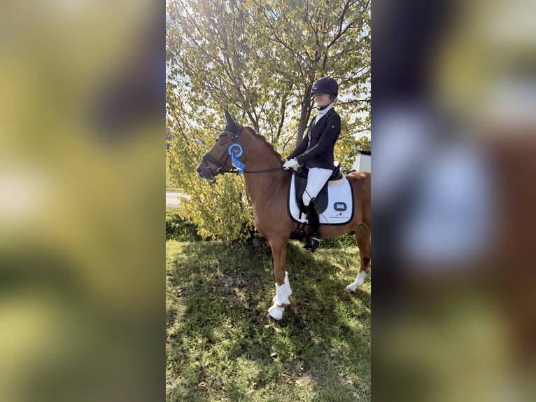 Pony tedesco Castrone 4 Anni 148 cm Sauro in Hamm