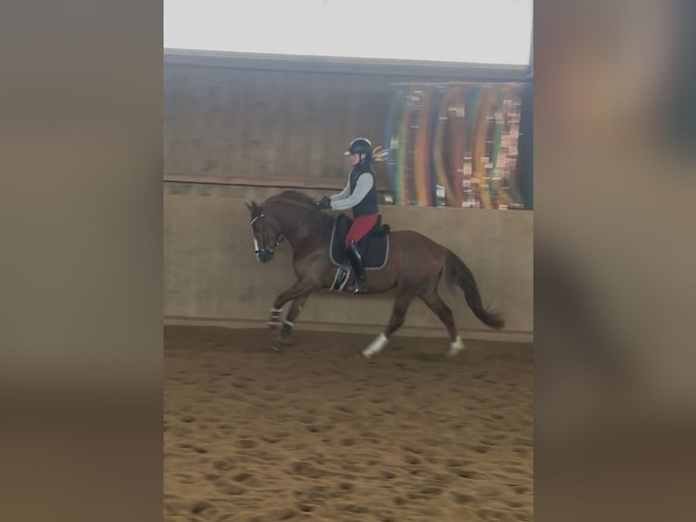 Pony tedesco Castrone 4 Anni 148 cm Sauro in Altenstadt an der Waldnaab