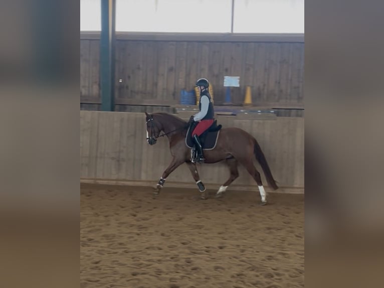 Pony tedesco Castrone 4 Anni 148 cm Sauro in Altenstadt an der Waldnaab