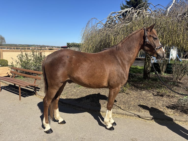 Pony tedesco Castrone 4 Anni 148 cm Sauro scuro in Iggingen