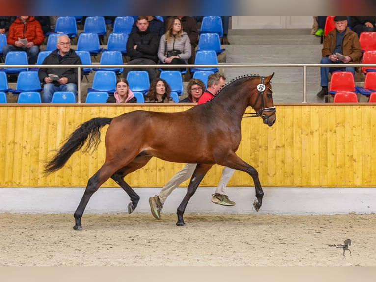 Pony tedesco Castrone 4 Anni 149 cm Baio in Cappeln