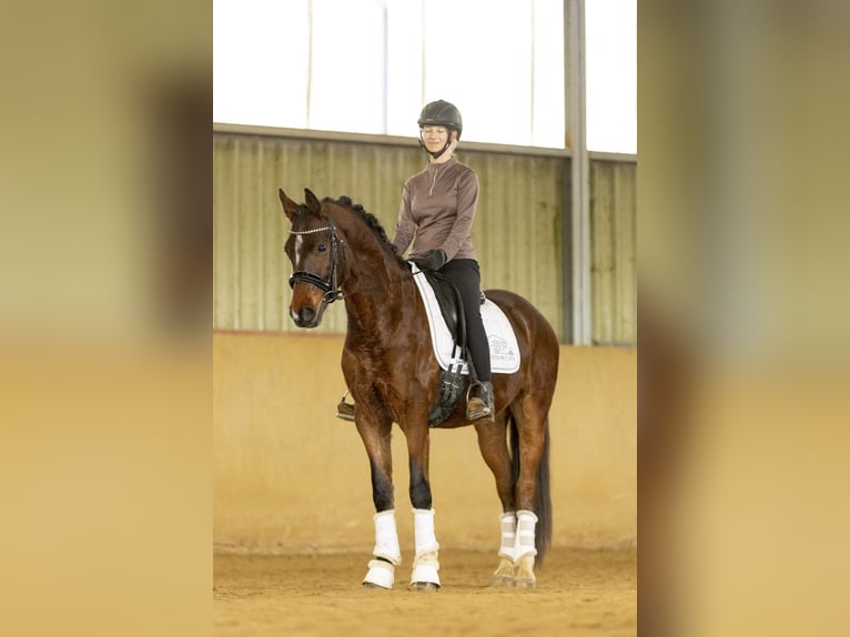 Pony tedesco Castrone 4 Anni 149 cm Baio in Schlierschied