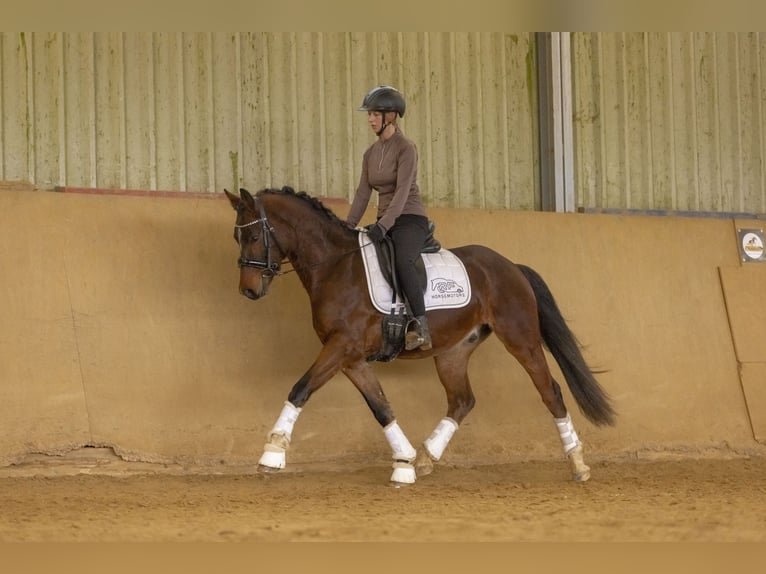 Pony tedesco Castrone 4 Anni 149 cm Baio in Schlierschied