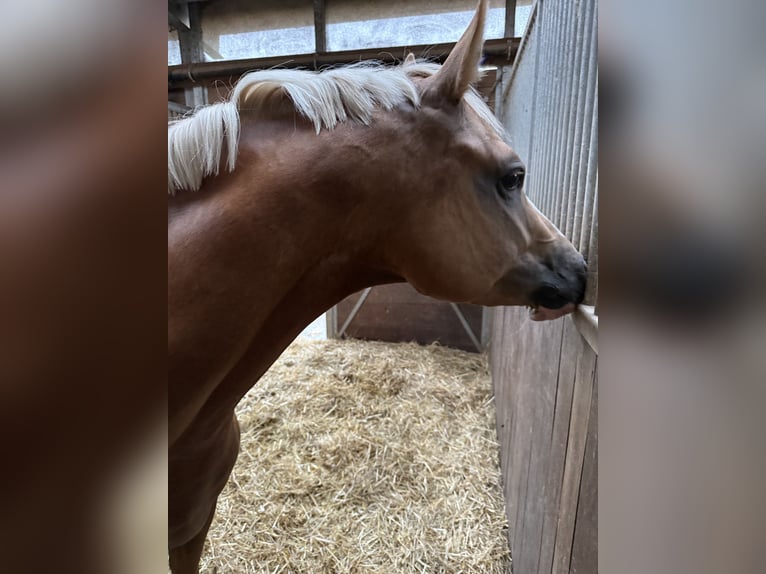 Pony tedesco Castrone 4 Anni 149 cm Palomino in Blieskastel