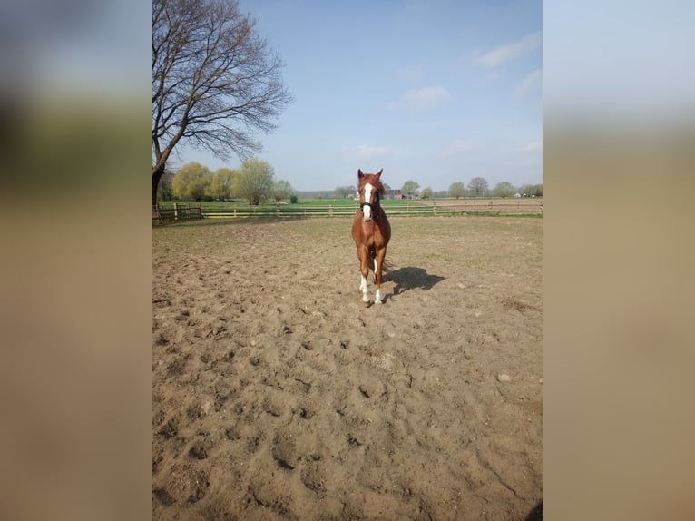 Pony tedesco Castrone 4 Anni 149 cm Sauro in Hamm