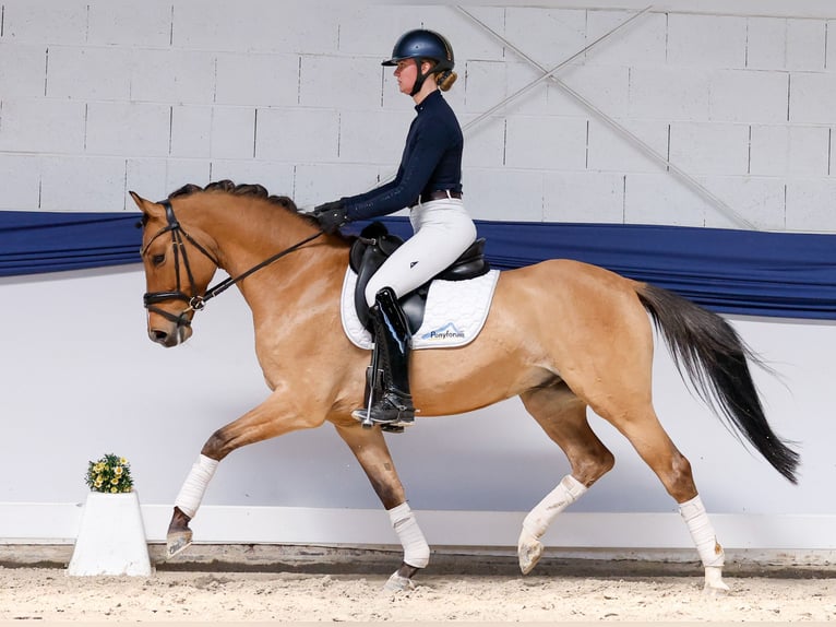 Pony tedesco Castrone 4 Anni 151 cm Falbo in Marsberg