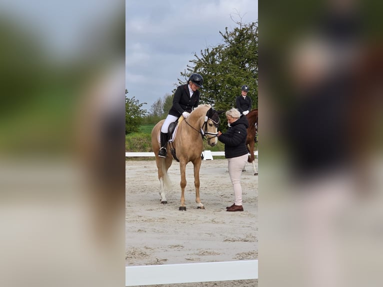 Pony tedesco Castrone 4 Anni 151 cm Palomino in Kamern