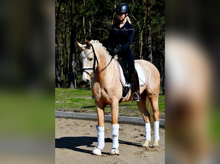 Pony tedesco Castrone 4 Anni 151 cm Palomino in Kamern