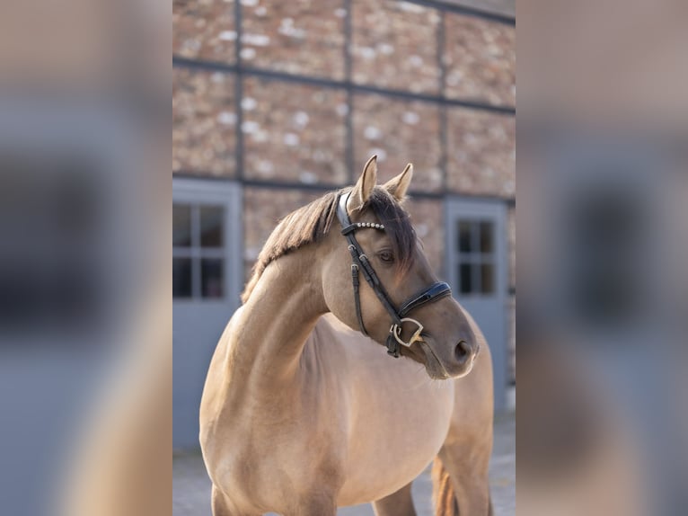 Pony tedesco Castrone 4 Anni 152 cm Falbo in Grevenbroich