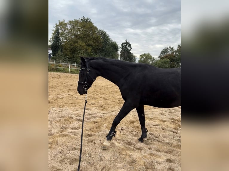 Pony tedesco Castrone 4 Anni 152 cm Morello in Homberg (Efze)