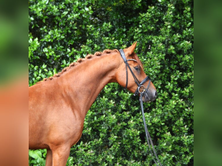 Pony tedesco Castrone 4 Anni 152 cm Sauro in Beesten