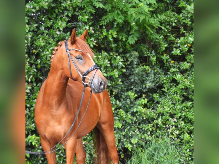 Pony tedesco Castrone 4 Anni 152 cm Sauro in Beesten