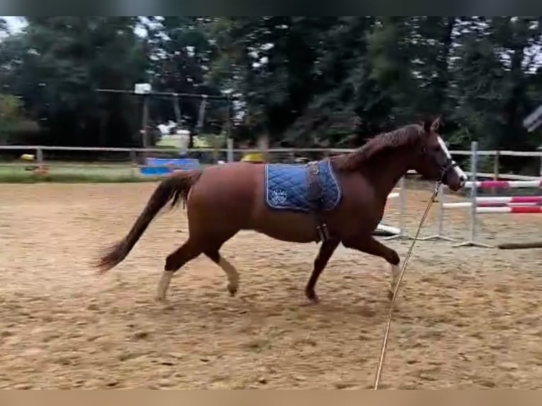 Pony tedesco Castrone 4 Anni 152 cm Sauro scuro in Borgentreich