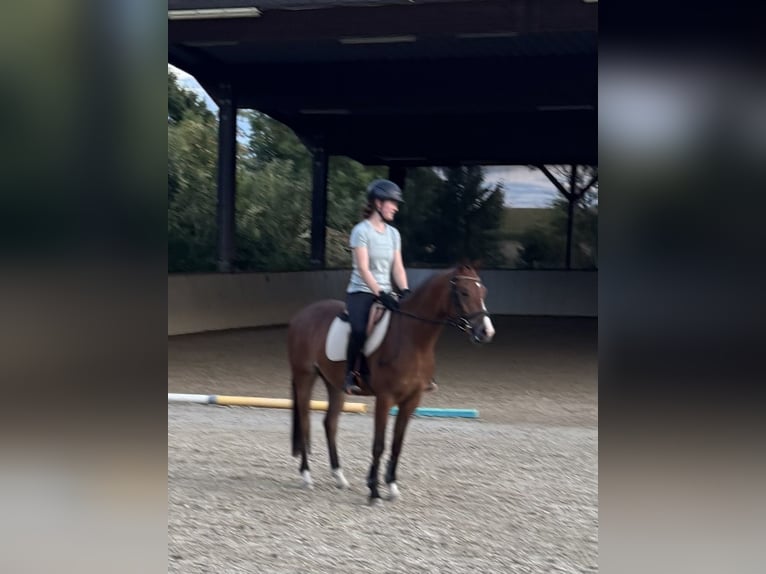 Pony tedesco Castrone 4 Anni 153 cm Baio in Gelchsheim 97255