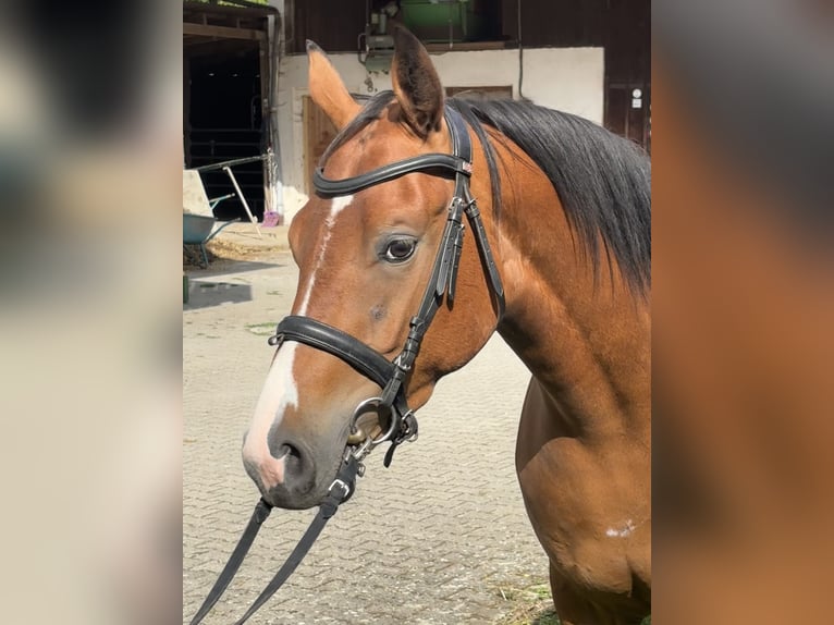 Pony tedesco Castrone 4 Anni 153 cm Baio in Gelchsheim 97255