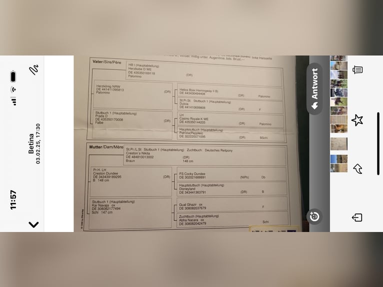 Pony tedesco Castrone 4 Anni 153 cm Baio in Gelchsheim 97255