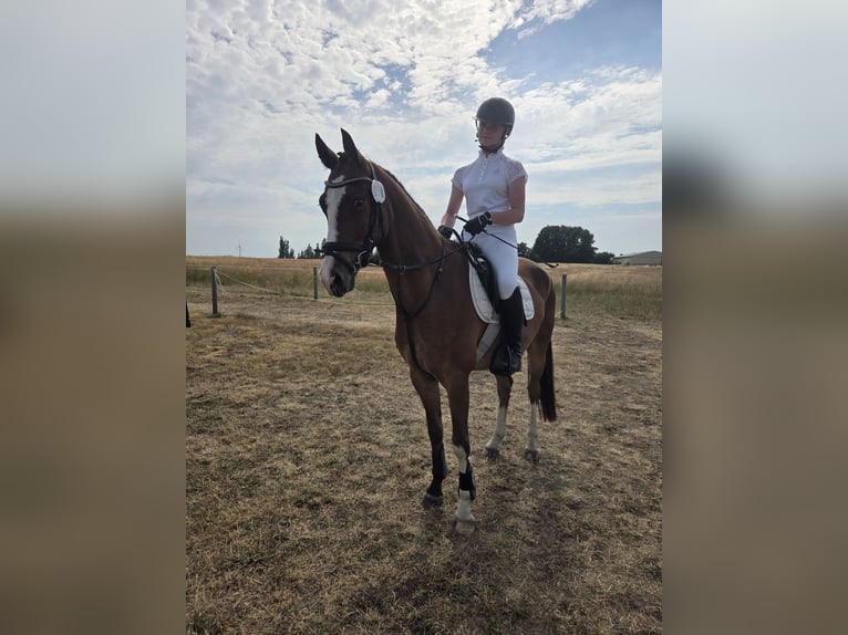Pony tedesco Castrone 4 Anni 153 cm Baio in Bülstringen
