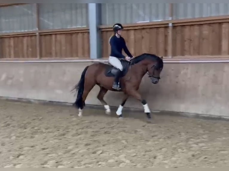 Pony tedesco Castrone 4 Anni 153 cm Baio in Siegen