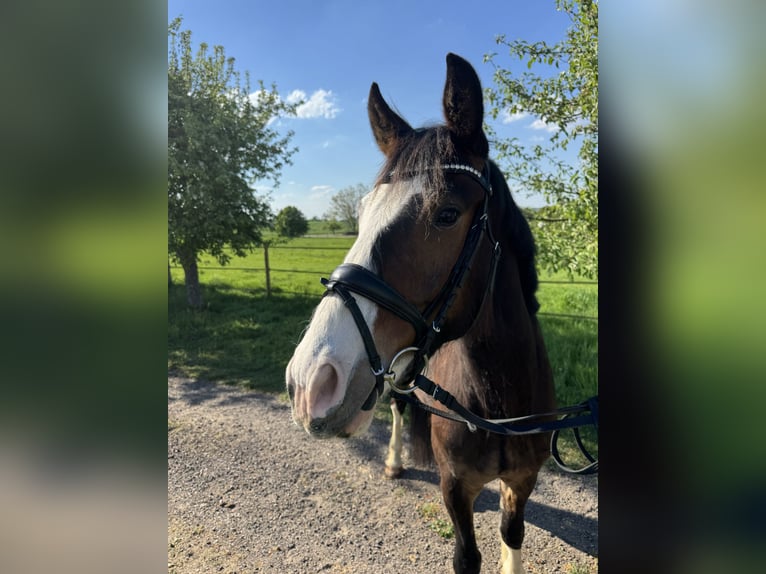 Pony tedesco Mix Castrone 4 Anni 153 cm Baio in Bissendorf