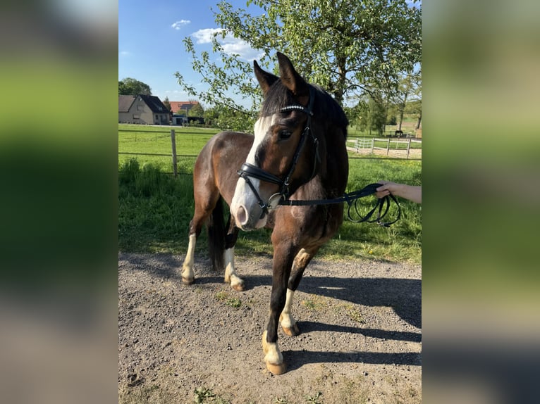 Pony tedesco Mix Castrone 4 Anni 153 cm Baio in Bissendorf