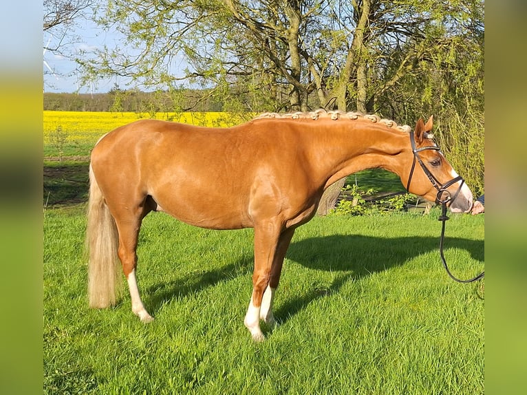 Pony tedesco Castrone 4 Anni 153 cm Palomino in Hanerau-Hademarschen