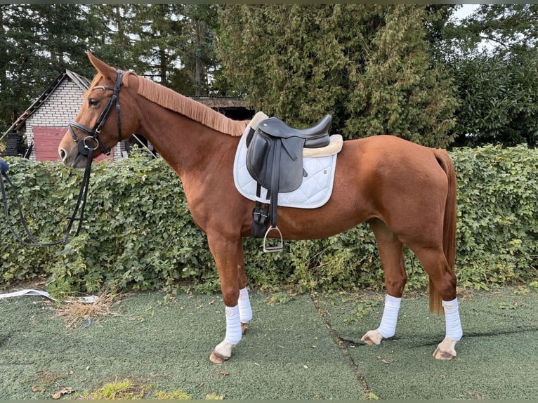 Pony tedesco Mix Castrone 4 Anni 153 cm Sauro in Quickborn