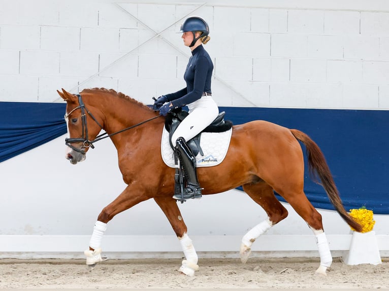 Pony tedesco Castrone 4 Anni 153 cm Sauro in Marsberg