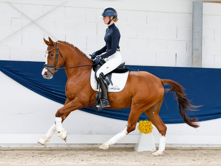 Pony tedesco Castrone 4 Anni 153 cm Sauro in Marsberg