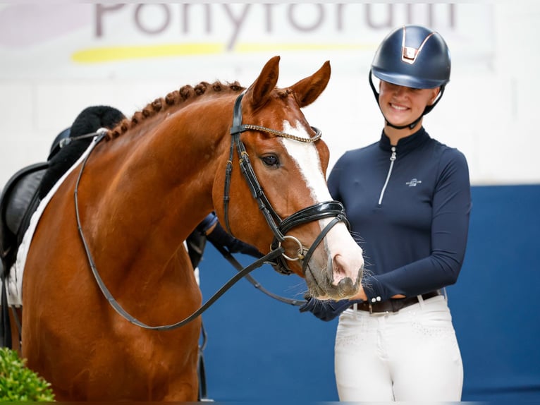 Pony tedesco Castrone 4 Anni 153 cm Sauro in Marsberg