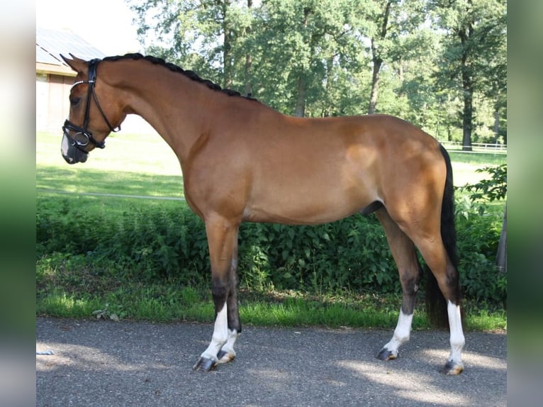 Pony tedesco Castrone 4 Anni 154 cm Baio in Recke, bei Osnabrück
